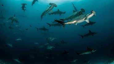 AWARE Shark Conservation Diver