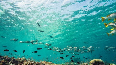 Fish Identification Diver